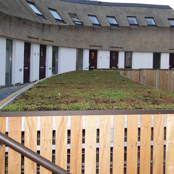 Sedum – længe leve biodiversiteten